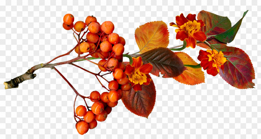 Acorn Autumn Berry Auglis PNG