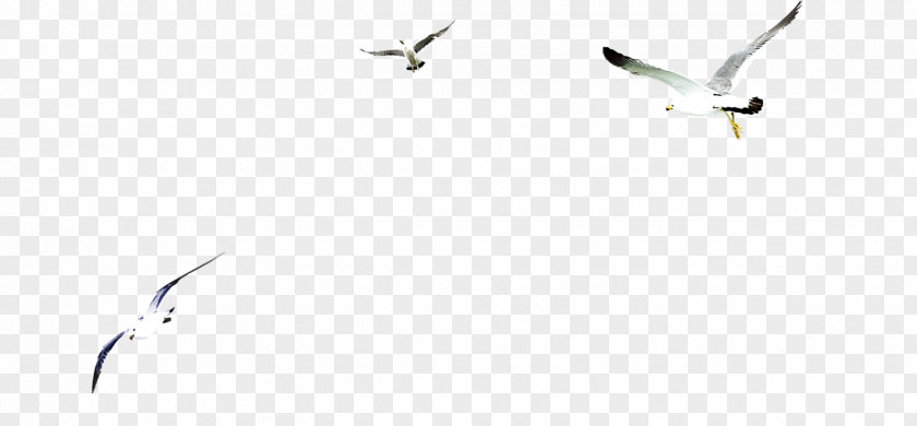 Bird White Brand Beak Pattern PNG