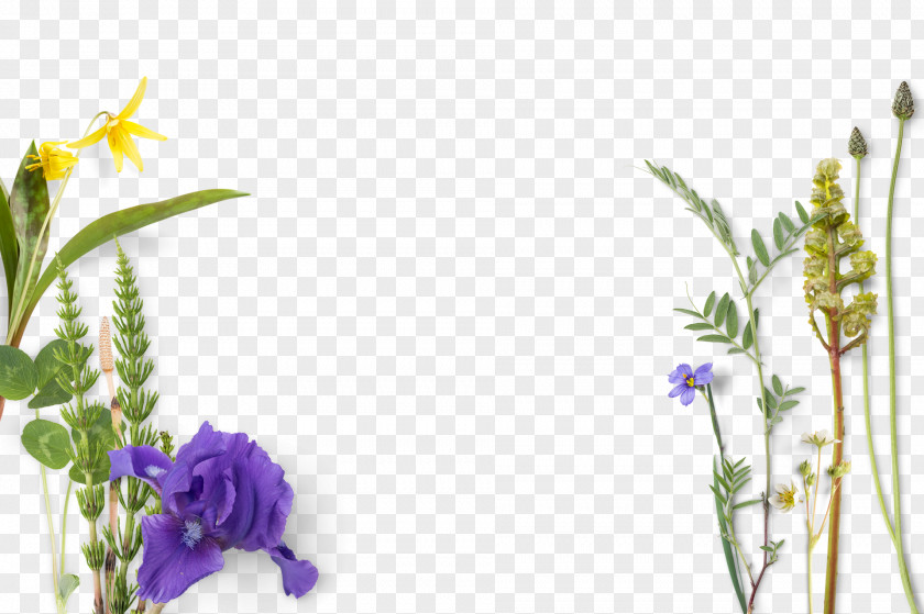Blue Flowers And Green Leaves Flower Irises PNG
