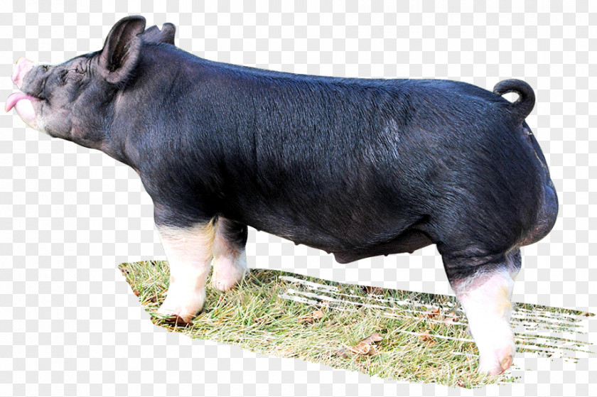 Boar Berkshire Pig Livestock Farming Mammal Snout PNG