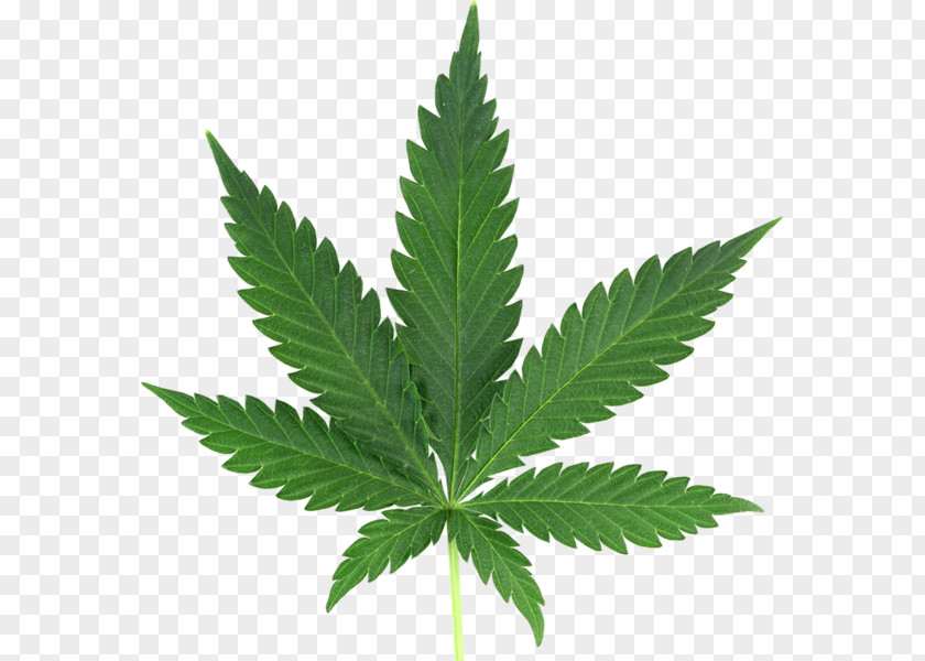 Cannabis Medical Smoking Sativa PNG