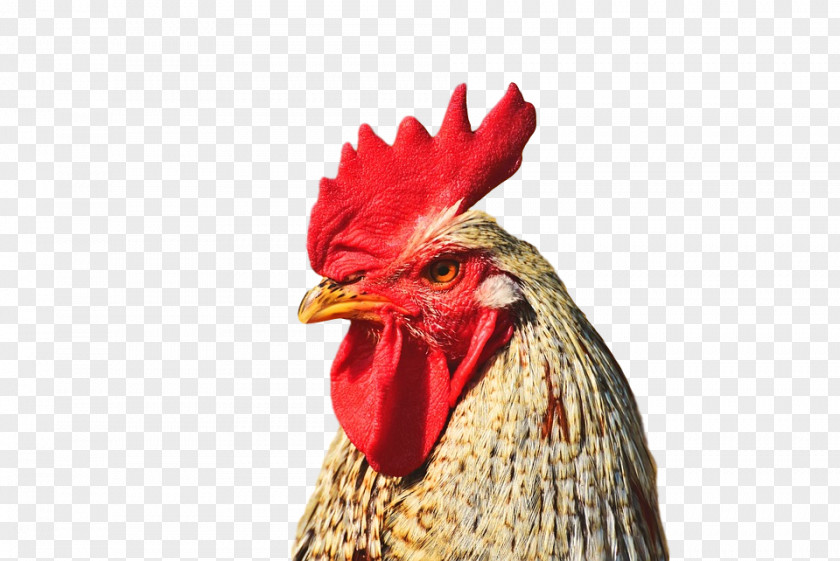 Chicken Rooster Bird Comb Beak PNG