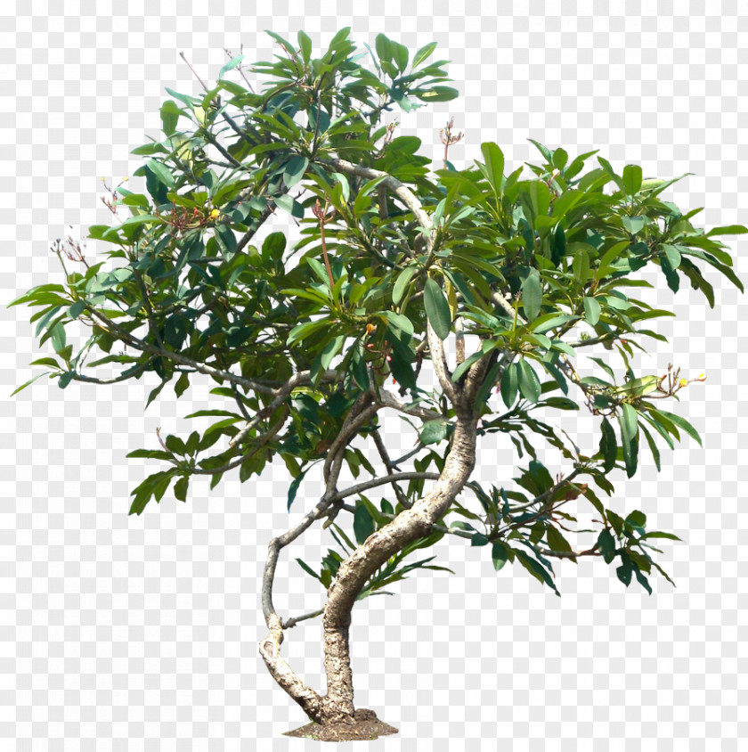 Jungle Tree File Populus Nigra Plant Plumeria Rubra PNG