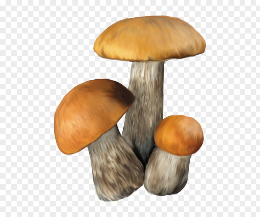 Mushroom Aspen Edible Clip Art PNG