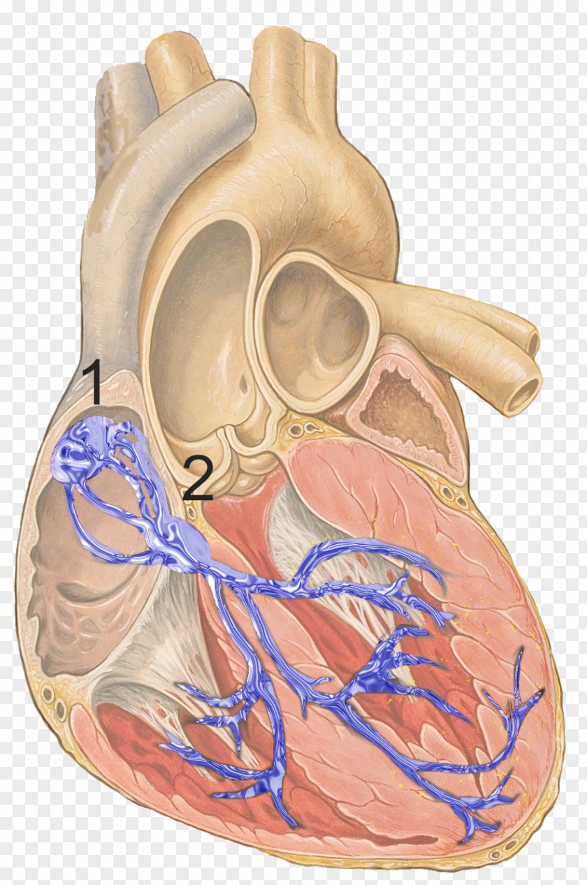 Node Structure Electrical Conduction System Of The Heart Sinoatrial Cardiac Muscle Bundle His PNG