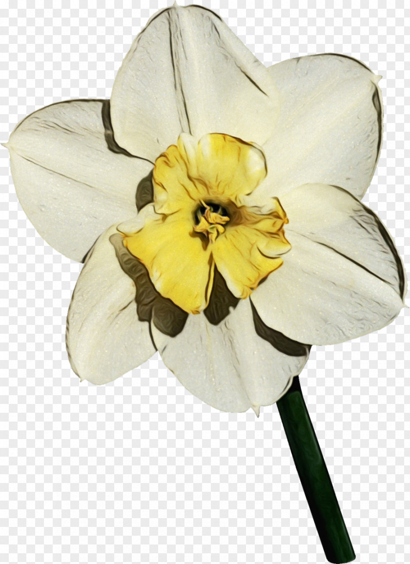 Perennial Plant Wildflower Lily Flower Cartoon PNG