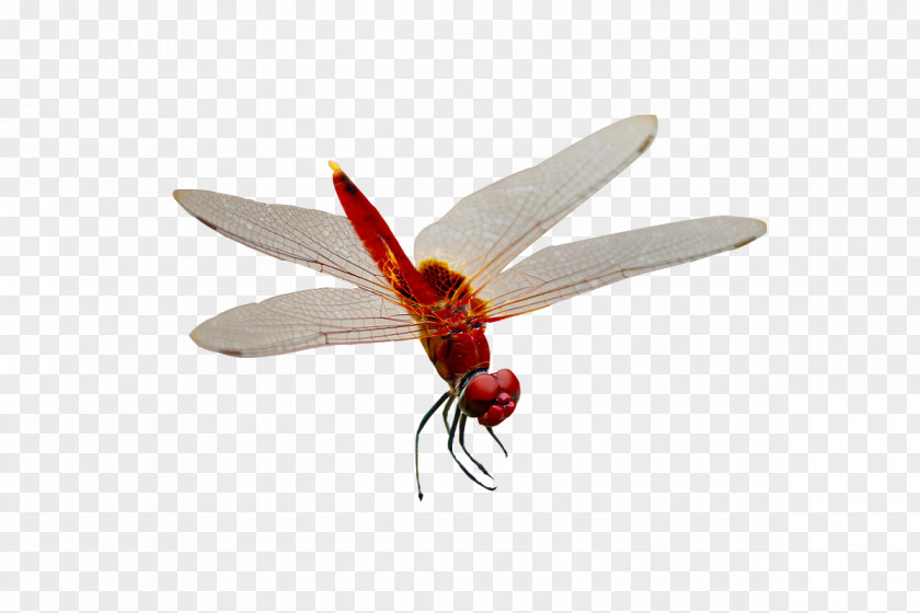 Red Dragonfly Adobe Illustrator Download PNG