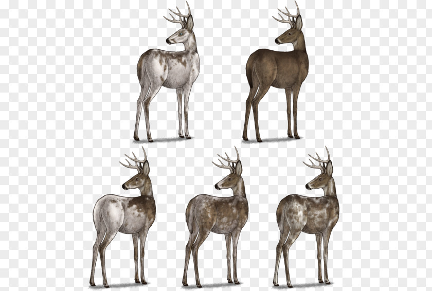 Reindeer Arctic Fox Musk Deers Springbok PNG