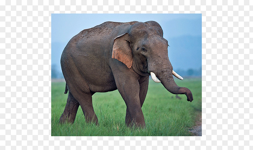Safari Indian Elephant African Tusk Grassland Wildlife PNG