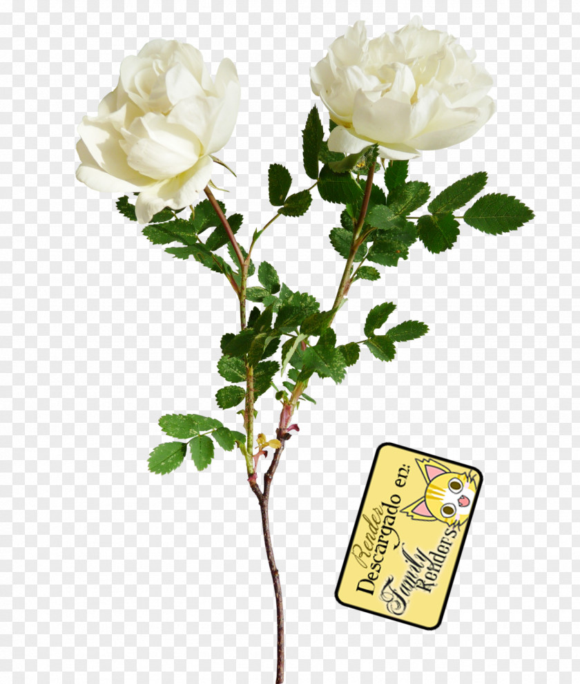 White Roses Flower Clip Art PNG