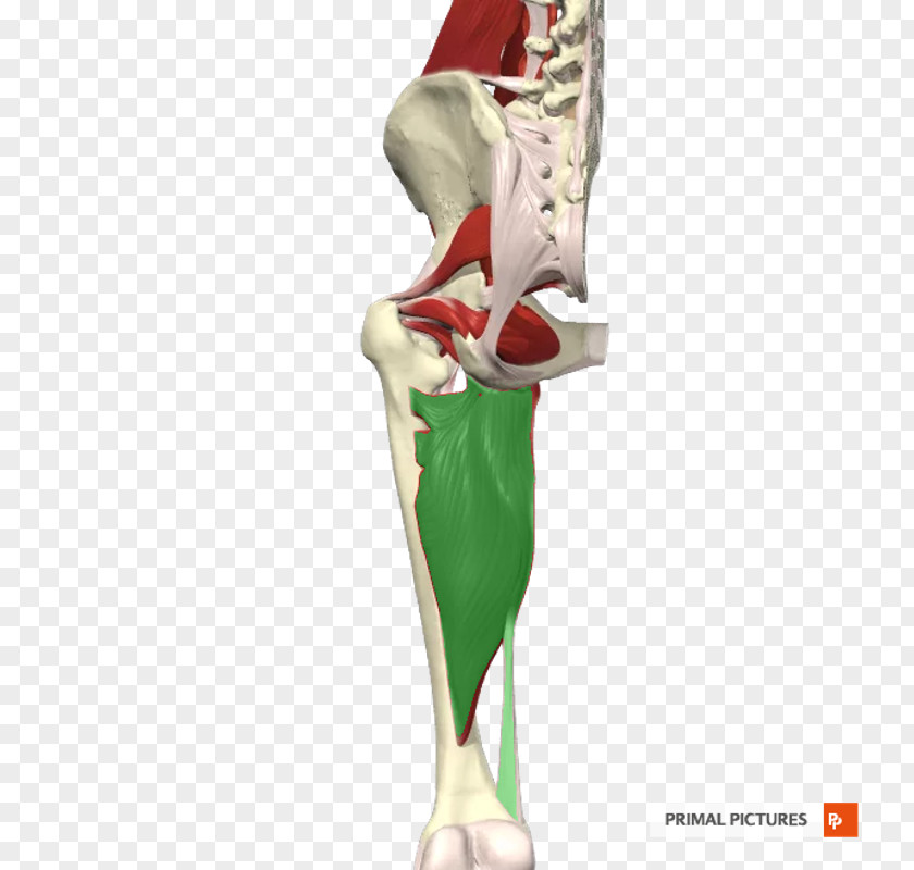 Gracilis Muscle Hip Figurine Knee Shoulder KBR PNG