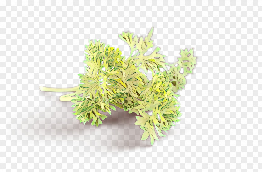 Grass Leaf Herb PNG