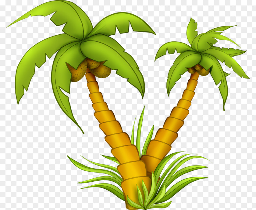 Coconut Tree Drawing PNG