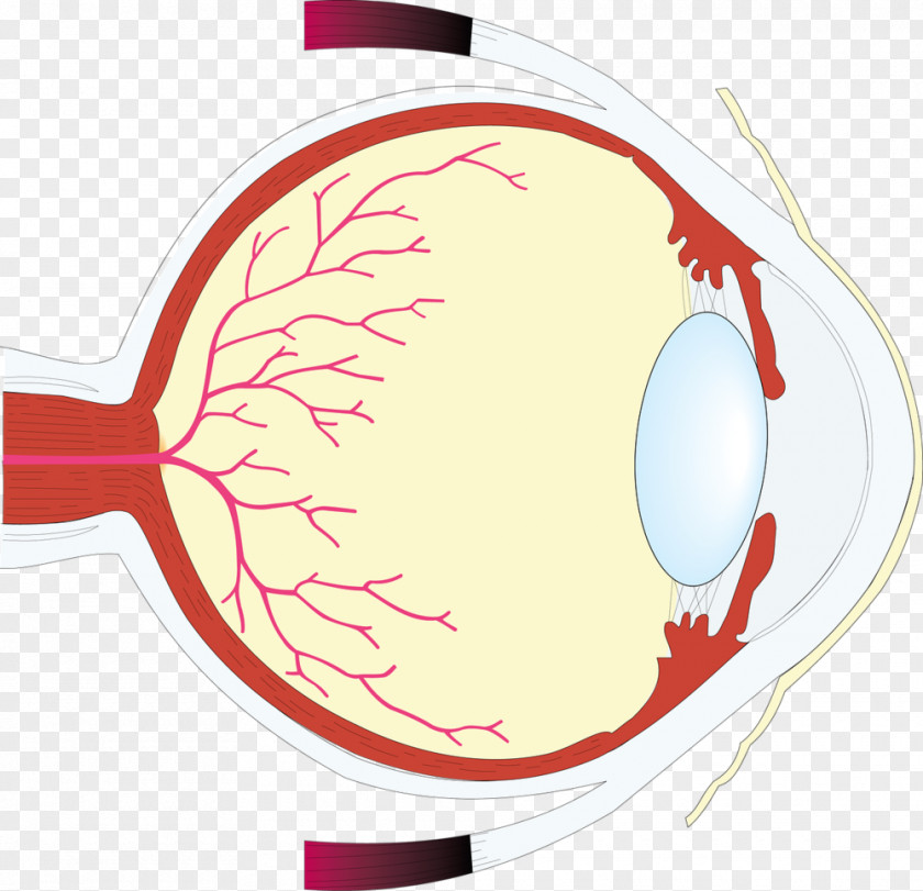 Eye Human Worksheet Retina Care Professional PNG