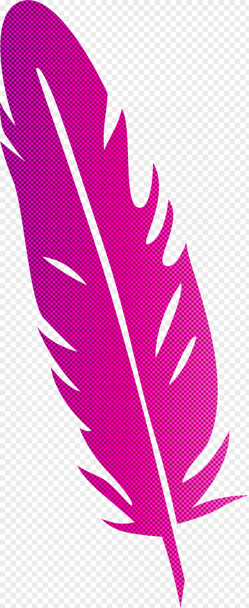 Feather PNG