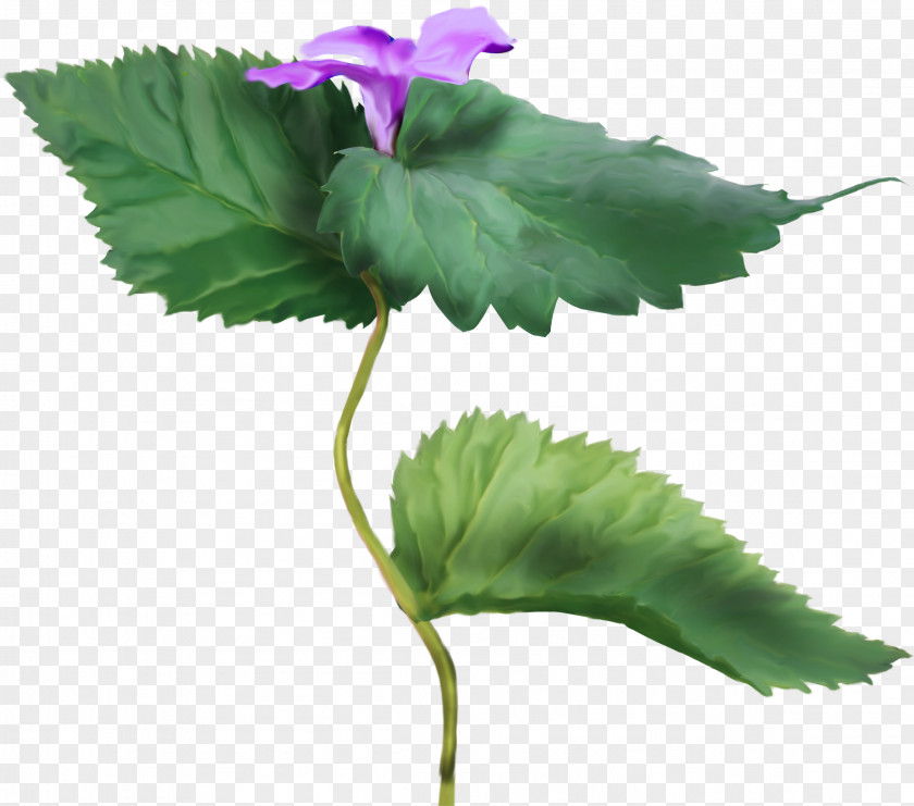 фиолетовые цветы Herbaceous Plant Color Violet Clip Art PNG