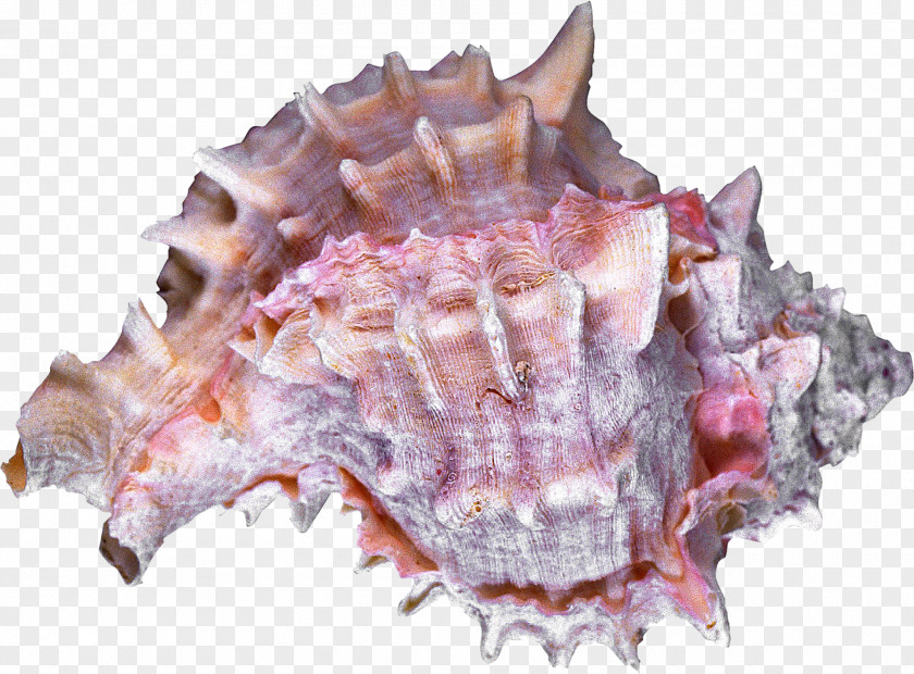 Shells Sea Snail Seashell Conchology Cockle PNG