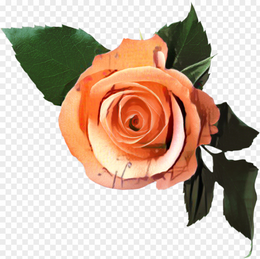 Garden Roses Flower Cabbage Rose Floribunda Van Eyck / Luc PNG