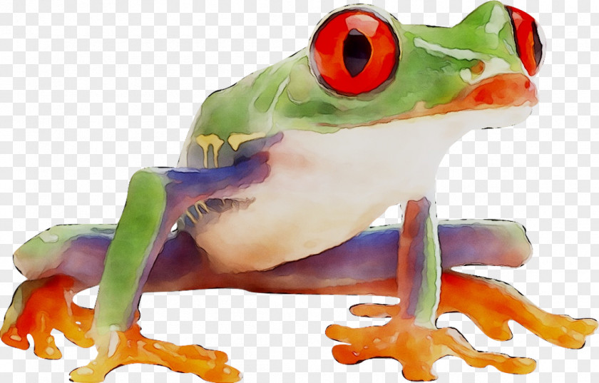 Tree Frog True Product PNG