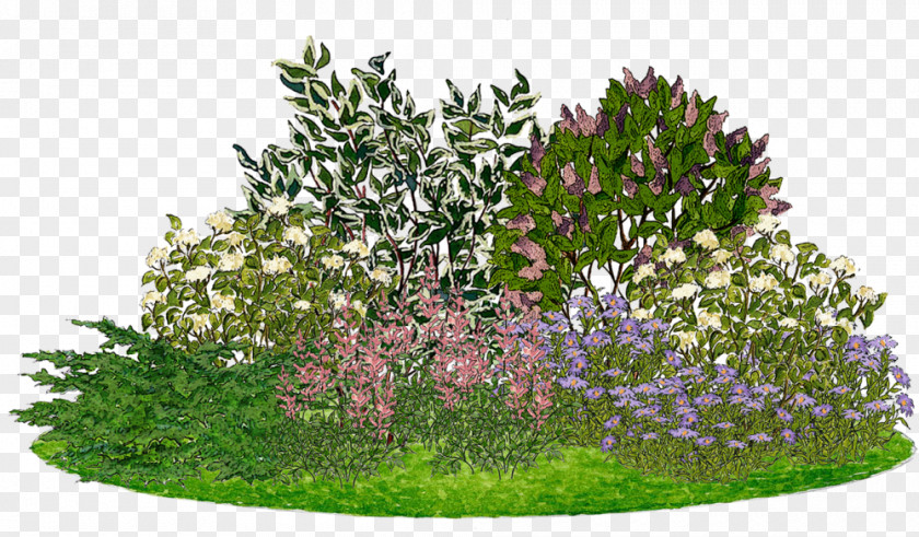 Tree White Dogwood Garden Lilac Smooth Hydrangea PNG