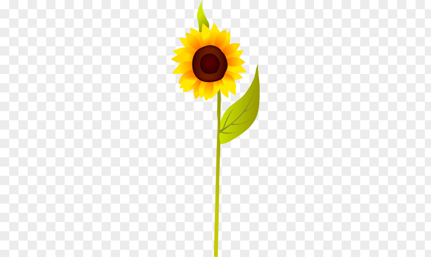 Bright Sunflower Flowers Common Seed PNG