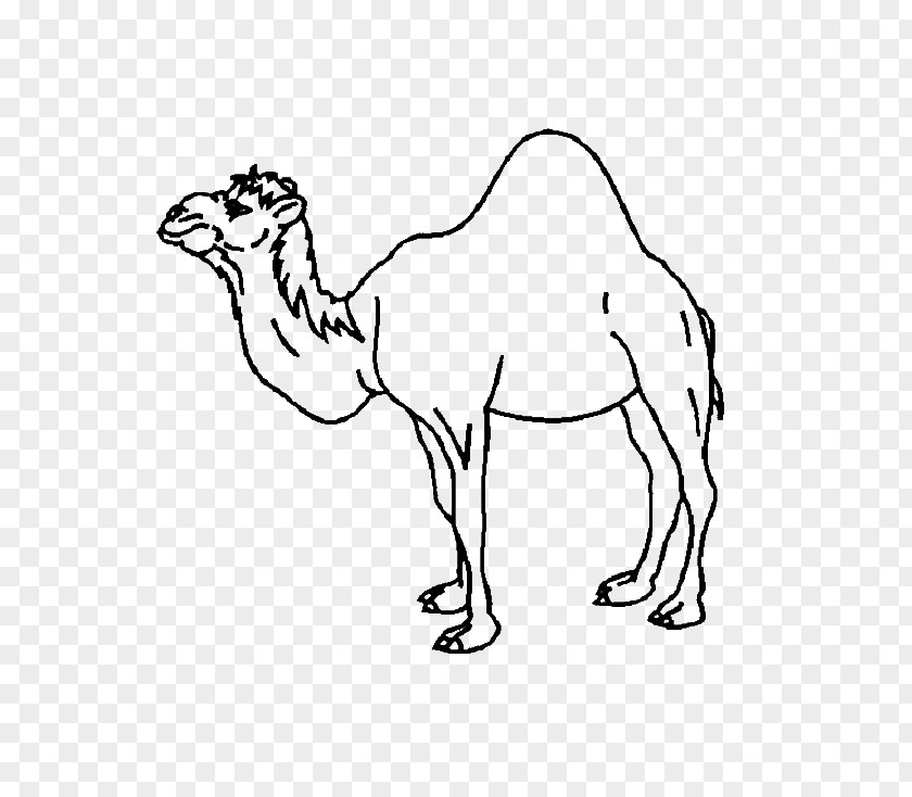Child Dromedary Bactrian Camel Coloring Book Baby Camels PNG