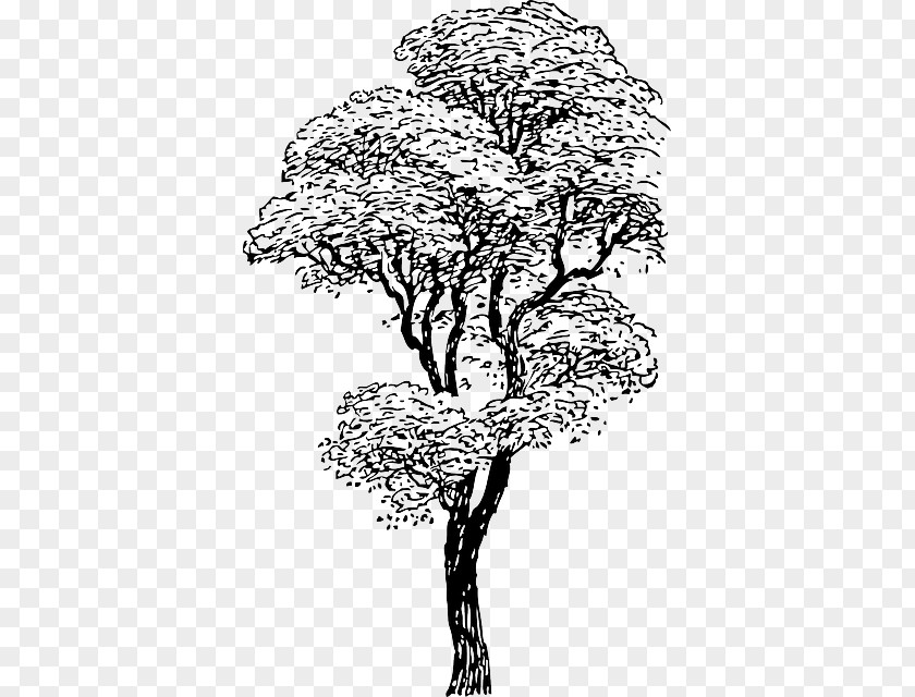 Outline Of A Tree Drawing Clip Art PNG