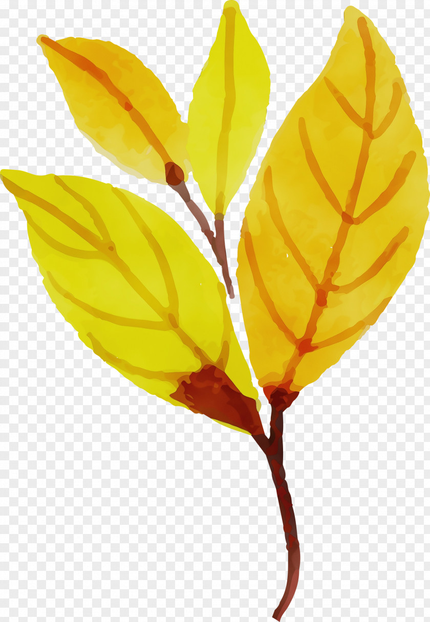 Plant Stem Leaf Petal Yellow Fruit PNG