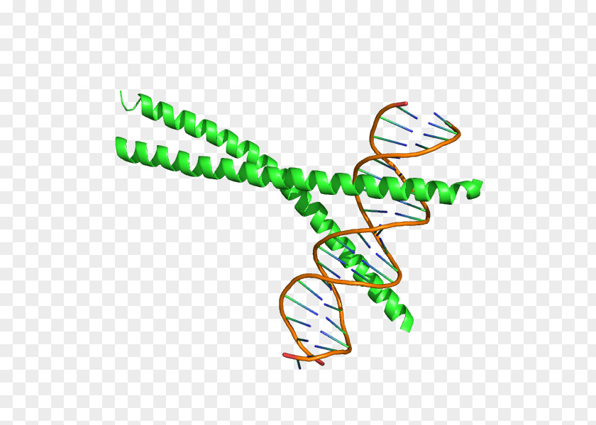 Transcription Factor Ccaat-enhancer-binding Proteins BZIP Domain CEBPA PNG