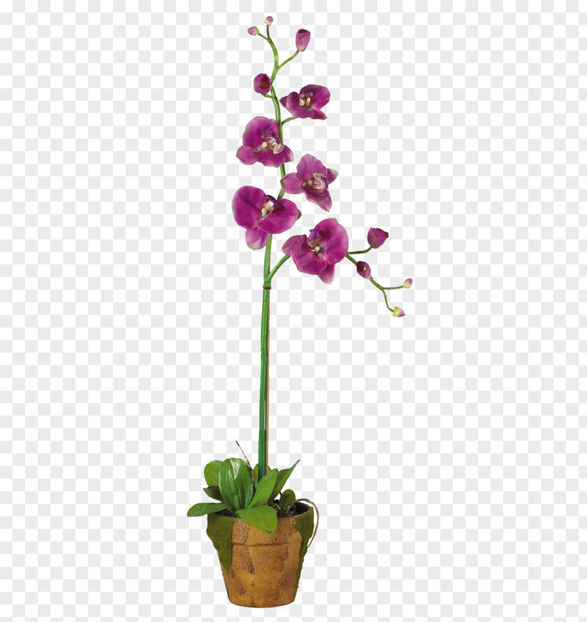 Plant Moth Orchids Flowerpot Dendrobium PNG
