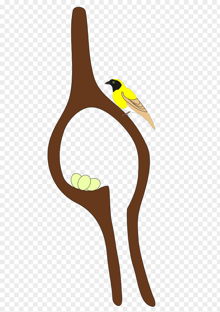 Bird Beak Flightless Yellow PNG