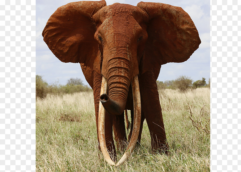 Elephant Tusk Indian African Elephantidae International Foundation PNG