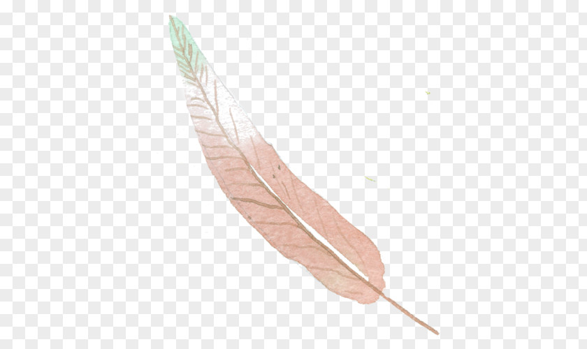 Hand-painted Pink Feathers Feather Euclidean Vector Color PNG