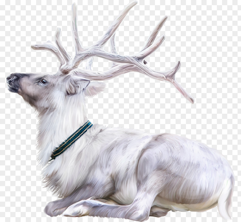 Norway Reindeer Animal Image PNG