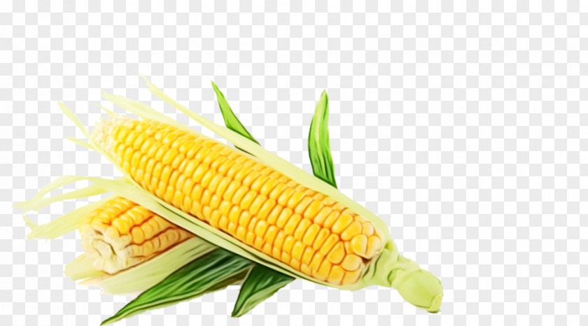 Plant Food Grain Corn Cartoon PNG