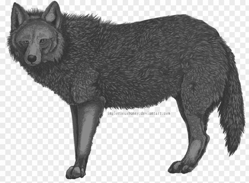 Gray Rabbit Red Fox Raccoon Dog Viverrids PNG