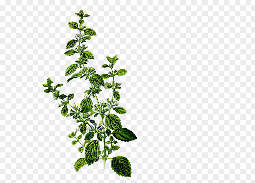 Health Lemon Balm Herbalism Mints Medicinal Plants PNG
