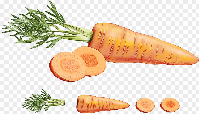 Plant Vegan Nutrition Carrot Root Vegetable Parsnip Food PNG