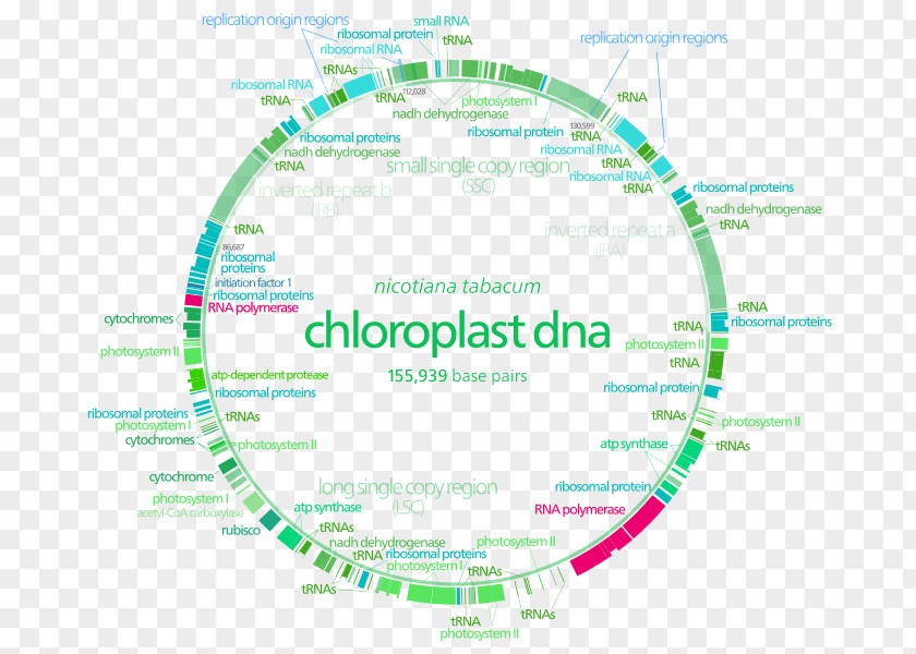 Transcription Factor Plastome Chloroplast Non-coding DNA Cell PNG