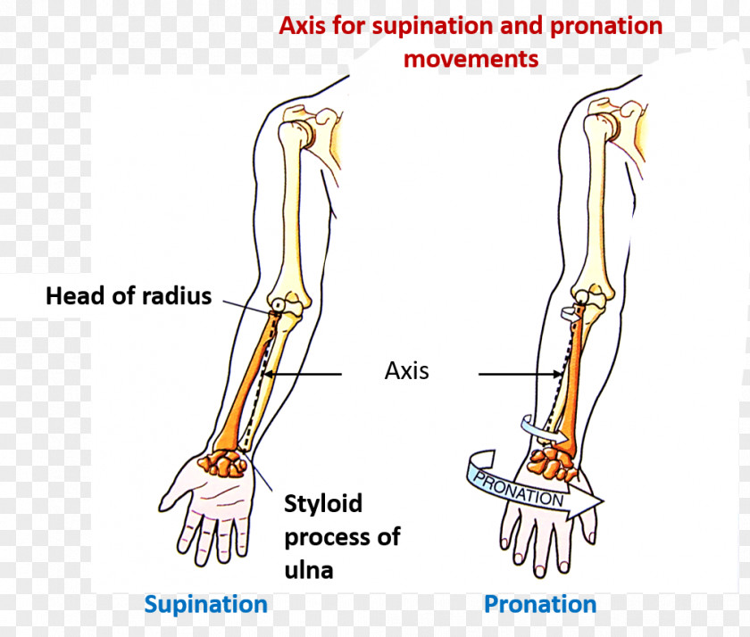 Arm Thumb Anatomy Supination Human Body Forearm PNG