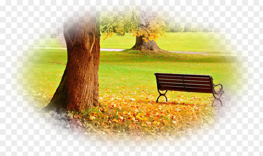 Park Desktop Wallpaper Kensington Gardens Bench Stock Photography PNG