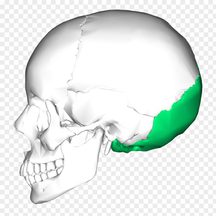 Bone Occipital Skull Sphenoid Temporal PNG