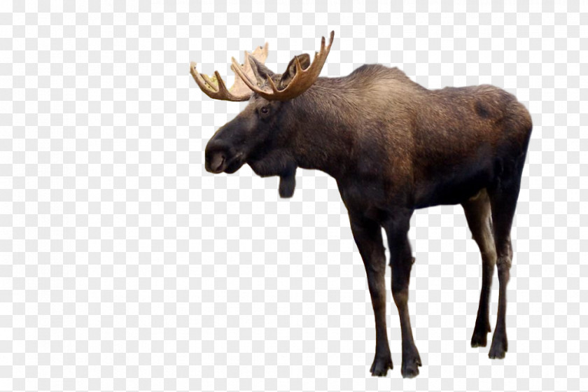 Bull Moose Deer Horse Desktop Wallpaper PNG