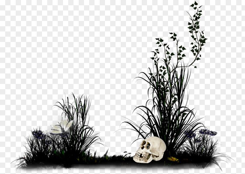 Fright Desktop Wallpaper Flower PNG