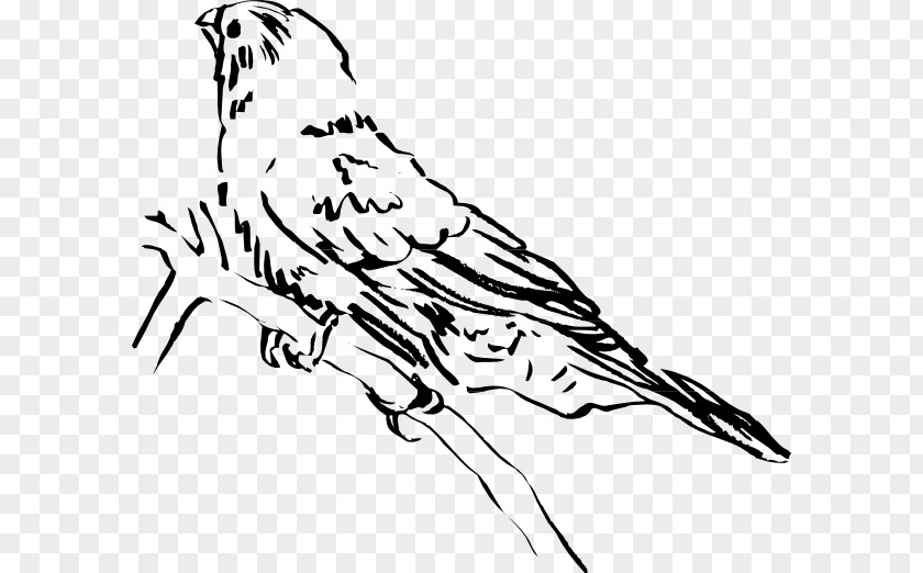 Bird Beak Clip Art Lark Image PNG