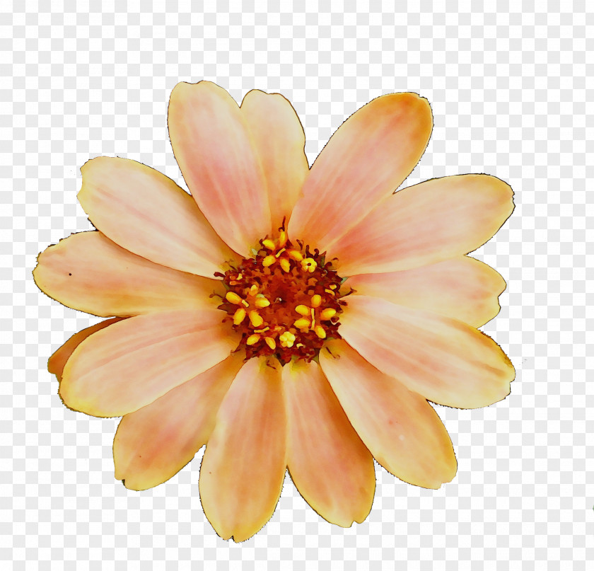 Chrysanthemum Yellow Transvaal Daisy Dahlia PNG