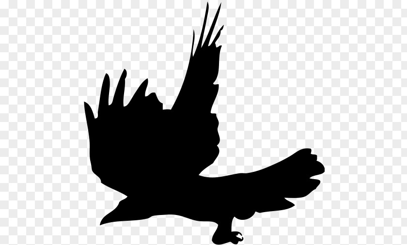 Crow Logo Silhouette Beak Clip Art PNG
