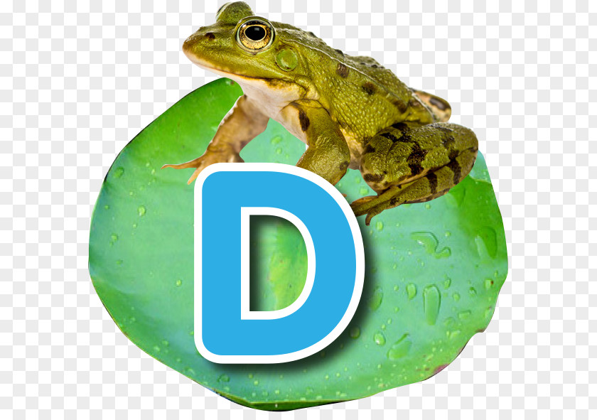 Frog Common Edible Photography PNG