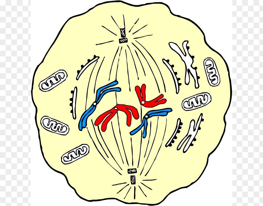 Mitosis Cell Metaphase Meiosis Centrosome PNG