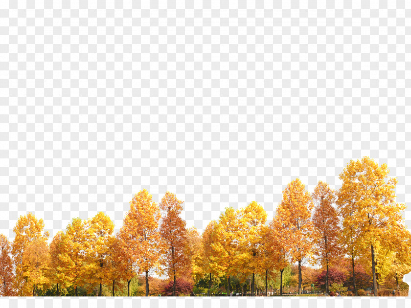 Yellow Trees PNG
